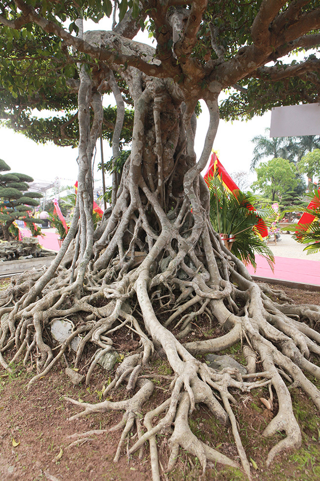  Cây sanh cổ nhất Việt Nam, đổi ngang 20 lô đất, chủ nhân không gật Sanh-long-chua-4