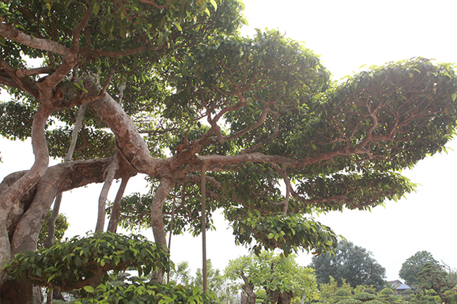  Cây sanh cổ nhất Việt Nam, đổi ngang 20 lô đất, chủ nhân không gật Sanh-long-chua-9