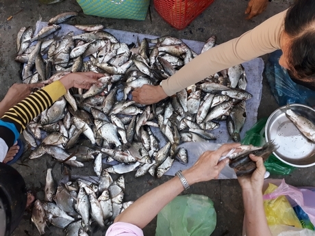 Chuyện lạ Vĩnh Long: Chen chân mua cá 'trời cho' lấm lem bùn đất