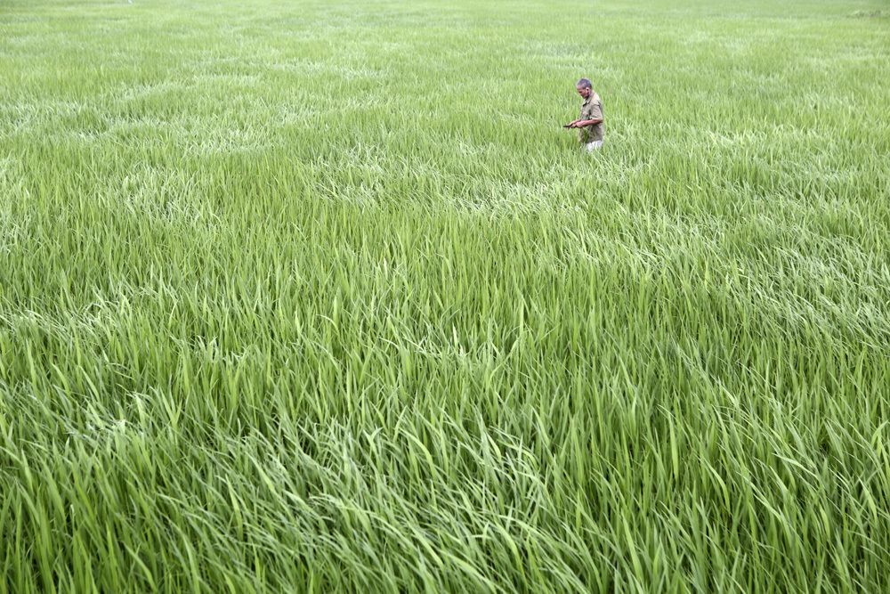 The beauty of rice paddy fields in Hanoi’s outskirts