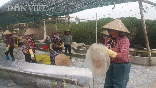 Nam Định: Săn vàng trắng nổi lập lờ bờ biển, kiếm chục triệu/ngày