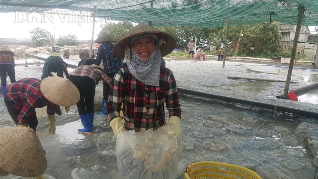 Nam Định: Săn vàng trắng nổi lập lờ bờ biển, kiếm chục triệu/ngày