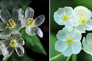 Bí ẩn những bông 'hoa xương' biến hình tại Nhật