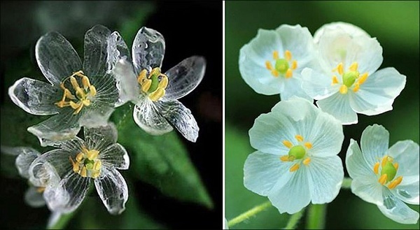 Bí ẩn những bông 'hoa xương' biến hình tại Nhật
