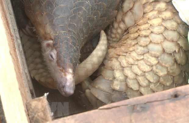 39 pangolins handed over to Cuc Phuong National Park