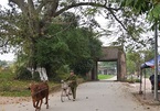 An excursion to Duong Lam ancient village