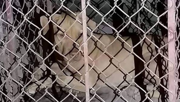 Nữ lao công nguy kịch vì bị chó lai của sinh viên nuôi trong ký túc xá cắn