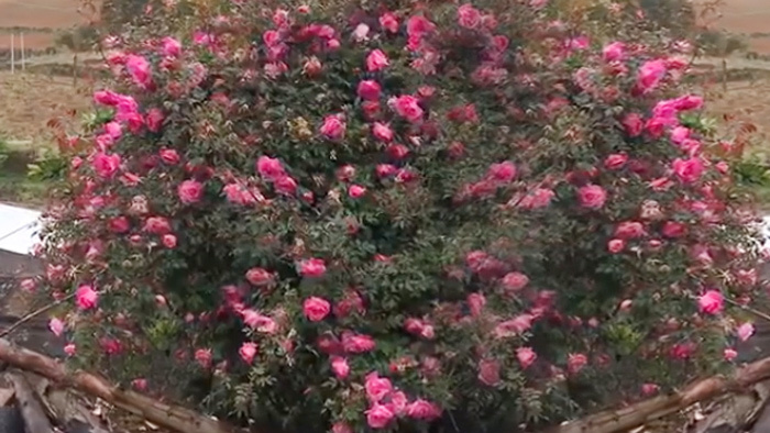 Cây hoa hồng khổng lồ trên đỉnh núi: Nở ngàn bông, 150 triệu không bán