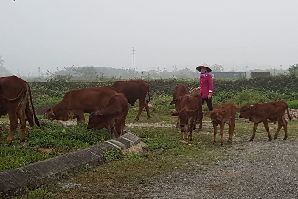 47 dự án đón đầu về Hà Nội, 2.000ha đất hoang bò nhẩn nha ăn cỏ