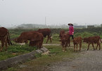 47 dự án đón đầu về Hà Nội, 2.000ha đất hoang bò nhẩn nha ăn cỏ