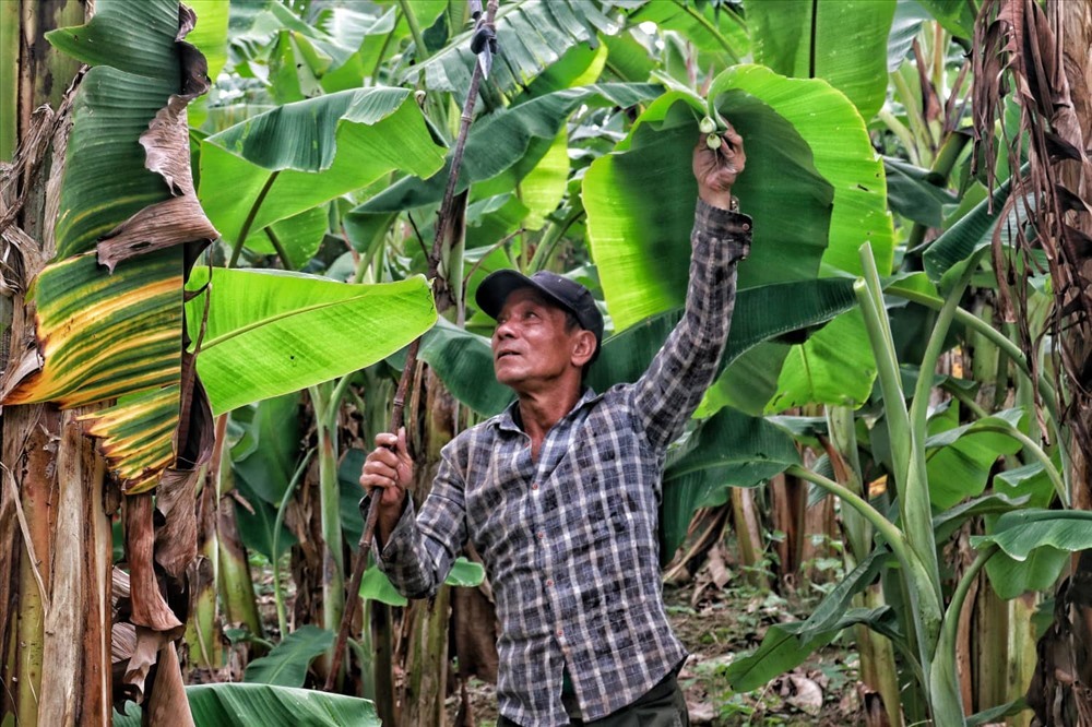 Lá chuối thay nilon, người dân kiếm bạc triệu từ nghề chặt lá chuối