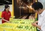 First batch of Vietnamese mangoes exported to US