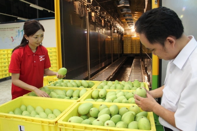 First batch of Vietnamese mangoes exported to US