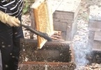Honey season in Hung Yen