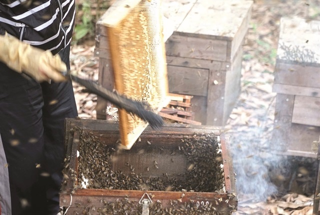 Honey season in Hung Yen