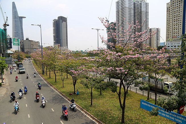 Ho Chi Minh City streets glow with vibrant flowers