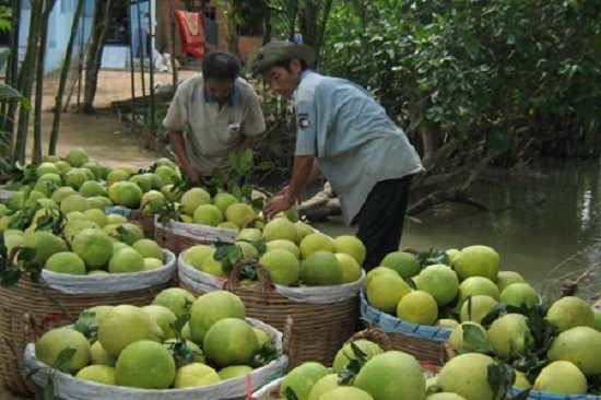 Vietnamese fruit farmers encouraged to apply GAP standards