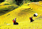 Mu Cang Chai terrace fields among world’s most colorful places