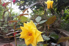 Bức ảnh họp lớp phơi bày sự thật về người vợ tôi hết mực tin tưởng