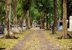 Hanoi in falling leaf season
