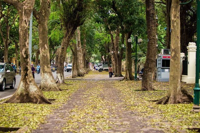 Hanoi in falling leaf season