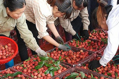 Thiếu 'lá bùa' xác nhận này, đặc sản Việt hết đường sang Trung Quốc