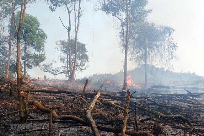 Provinces in Vietnam asked to be on full alert for possible forest fires