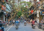 Hanoi to relocate trees for road expansion