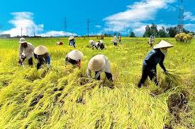 Festival honouring wet rice held in Quang Ngai