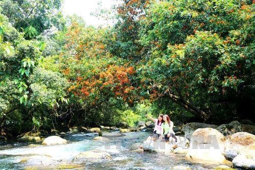 Ashoca flower in full bloom in Phong Nha Ke Bang