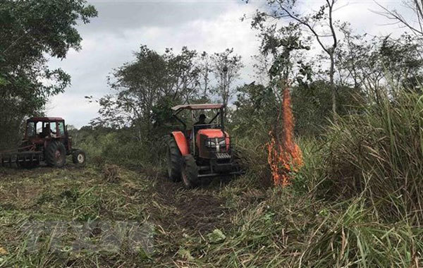 Heatwave destroys dozens of hectares of forest