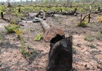 Criminal charges in Quang Binh's deforestation case