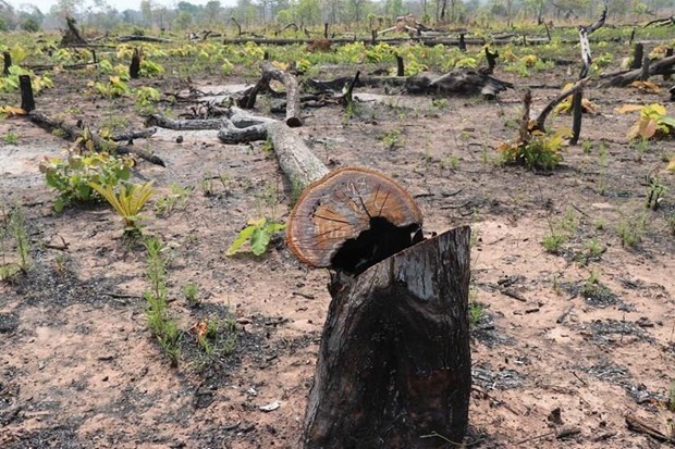 Criminal charges in Quang Binh's deforestation case