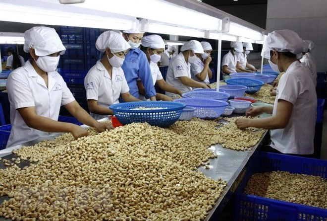 VN cashew processors face difficulties with raw material imports