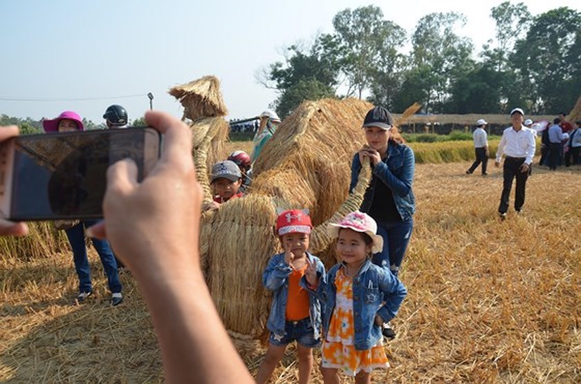 Hundreds of little farmers harvest rice in Quang Ngai province