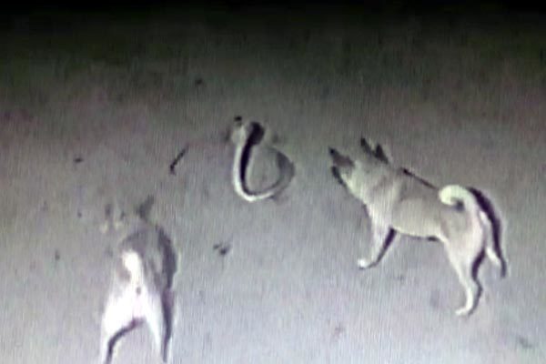 Bầy chó nhà lăn xả tấn công hổ mang chúa cứu chủ