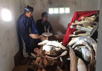 Ly Son Island to restore giant whale skeleton