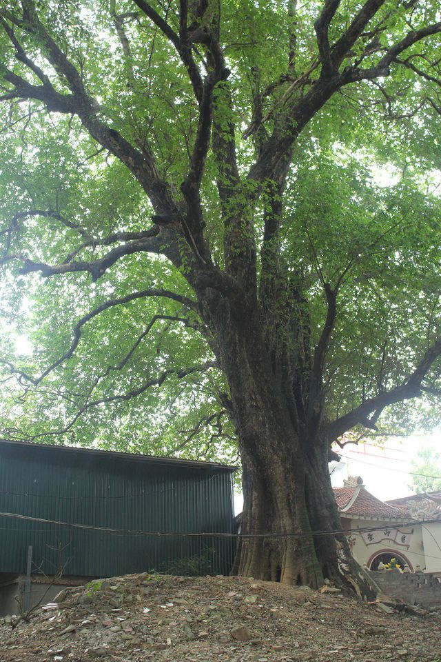 Cây ổi biết 'cười', cây đa 300 năm di chuyển một lần 'độc nhất' Việt Nam