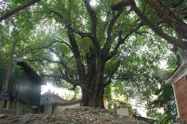 Cây ổi biết 'cười', cây đa 300 năm di chuyển một lần 'độc nhất' Việt Nam