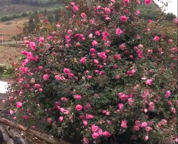Hiếm Việt Nam: Lên biên giới ngắm cây hoa hồng nở ngàn bông rực rỡ