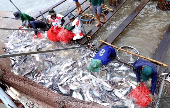 US raises anti-dumping tariffs on Vietnamese tra fish