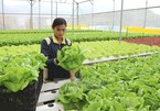 EVFTA smooths the way for Vietnamese farm produce