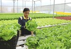 Vietnamese agriculture strengthened by M&A