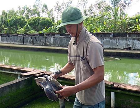 Trà Vinh khởi động dự án hỗ trợ nông dân nuôi cua đinh