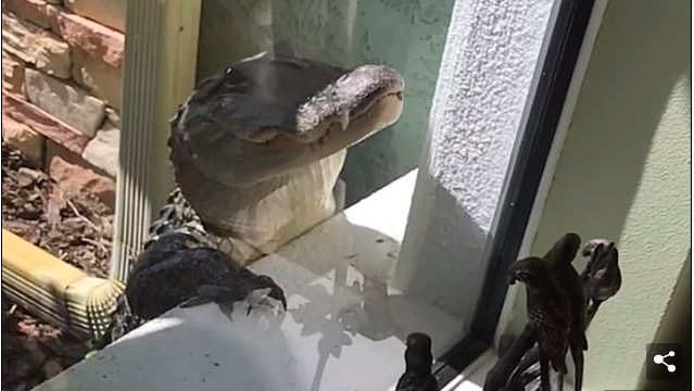 Tái mặt nhìn cá sấu khủng gõ cửa đòi vào nhà