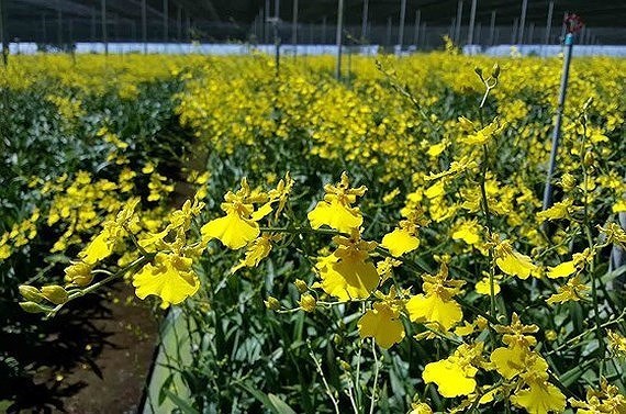 First Orchid Festival opens in HCM City