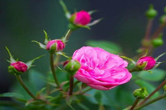 Khó hiểu vì chồng cơ bắp cuồn cuộn, hì hục xoa bóp mà vợ vẫn ngoại tình