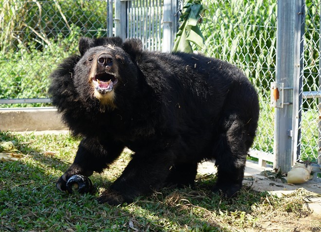 Bear conservation centre in Ninh Binh saves bile bears