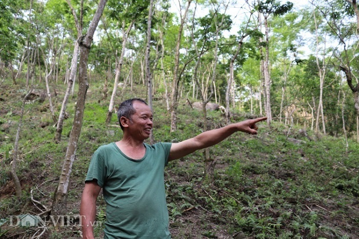 Khu vườn sưa đỏ hàng chục tỷ đồng: Kho báu có 1 không 2 ở Lào Cai