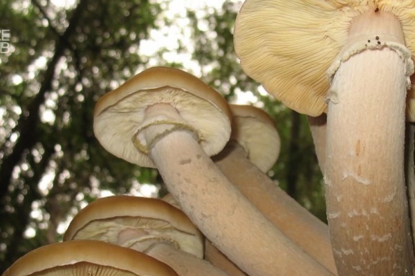 Ai cũng nghĩ khủng long là sinh vật lớn nhất hành tinh nhưng sự thật khiến nhiều người ngã ngửa